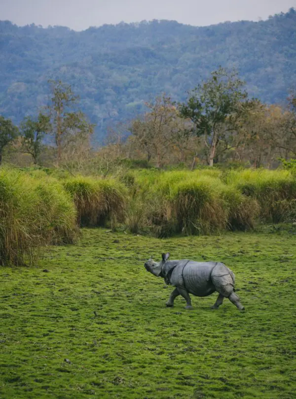 Kaziranga National Park